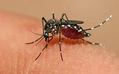 Siguen en aumento los casos de dengue en el Cesar: ya se registran 2 personas muertas