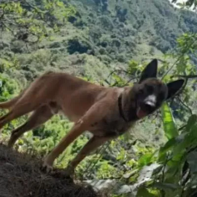 Wilson, perro del Ejército que encontró niños en la selva, habría sido hallado