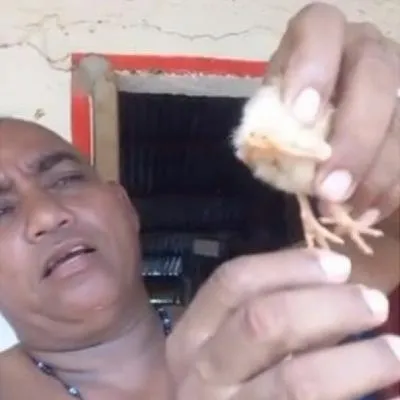 [Video] Pollo nació con cuatro patas en pueblo de Córdoba por extraña condición