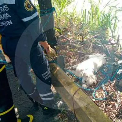 Bomberos rescataron a un perro al que lo estaba arrastrando el río Medellín