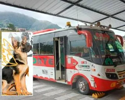 Investigan muerte de un perro que habían transportado en bodega de bus en Antioquia.