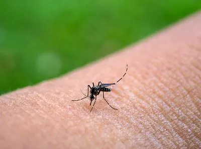 Mosquito que transmite el dengue. En relación con contagios en Colombia.