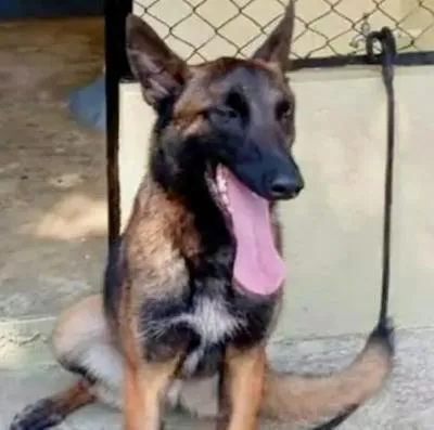 Perro Wilson fue homenajeado en Ibagué durante desfile con imagen gigante en carroza.