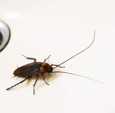 Adiós a las cucarachas, aprende cómo ahuyentarlas con el olor del ajo