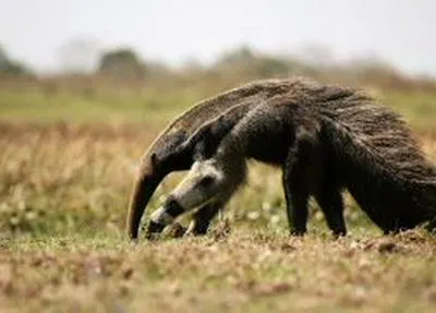 Oso hormiguero. En relación a caso de maltrato animal en el Valle del Cauca.