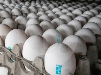 Huevos. En relación con lo riesgoso que puede ser lavarlos.