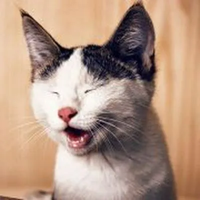 ¿Los gatos predicen el futuro?