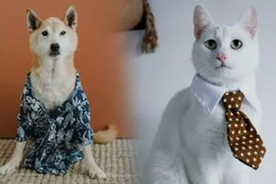 Perro y gato con ropa humana. 