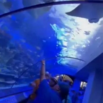 Así es el primer túnel acuario de Colombia; se pueden admirar más de 800 especies marinas