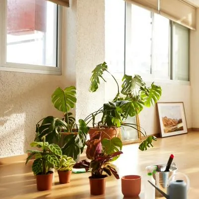 Con esta planta podrías sustituir el aire acondicionado, pues puede enfriar la casa y mantenerla más fresca