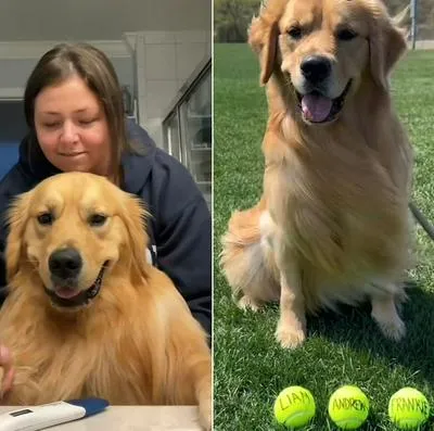 Cuál es la historia del perro 'golden retriever' viral en TikTok.