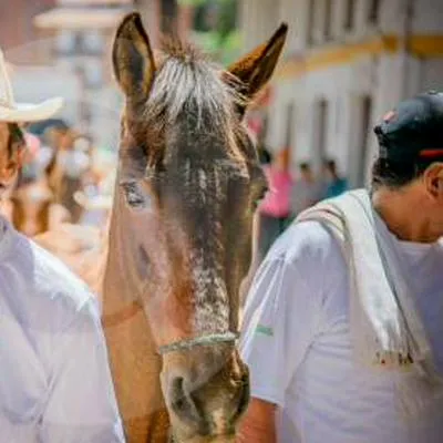 En Antioquia empieza adopción de 703 caballos que era usados como vehículos de tracción