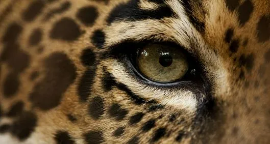 image_desktop