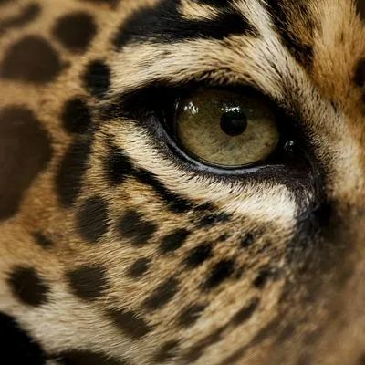 Científico descubrió en Colombia una nueva especie de felino en Nariño, luego de dos décadas detrás de él.