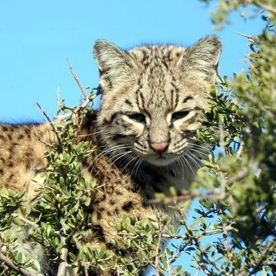 Descubrieron al Gato de Nariño, un extraño felino que solo habitaría en Colombia y ya estaría extinto.