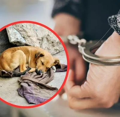 Al sujeto que golpeó un perro hasta provocarle la muerte en Bogotá le imputaron el delito de maltrato animal