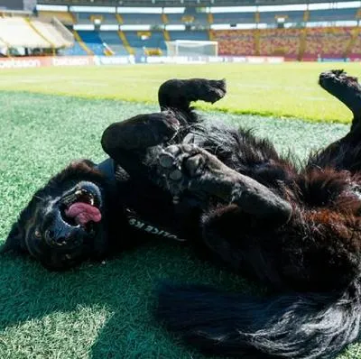 Revelaron cómo llegó Tony, el perro de El Campín, al estadio. Vea cuál es la historia de este animal.