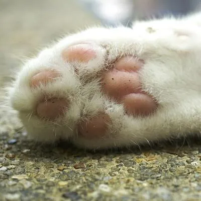 En Popayán hay indignación porque órganos judiciales no aceptaron denuncia de hombre que mató a tiros a un gato. Acá, los detalles.