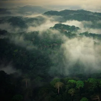 Deforestación en Colombia y cifras que esperanzan a todo el país