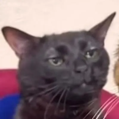 Foto de gato negro de TikTok, cómo nació meme de ese animal viral en TikTok que representa a frustrados, video