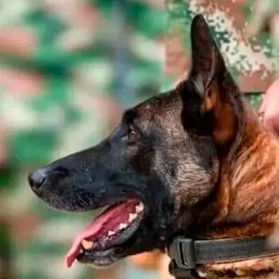 Clínica veterinaria hará homenaje a Wilson, el perro perdido del Ejército