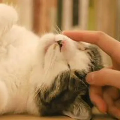 Terapia felina: ¿gatos tienen efecto positivo en la salud mental de los humanos?