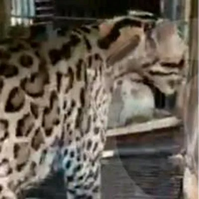Ocelote comegallinas en Antioquia fue liberado luego de ser atrapado