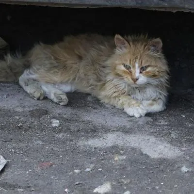 Criminales en Cali atacan a gatos callejeros en la comuna 17