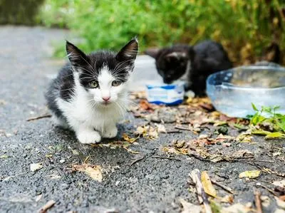Gatos comiendo en la calle. En relación con envenamiento de animales.