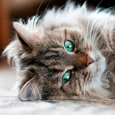 Tres razas que gatos que por su nulo o corto pelaje no afectan a la alergia que padecen algunos humanos a estas mascotas.