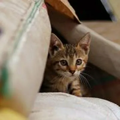 Sida felino: ¿Cómo saber si mi gato lo tiene?