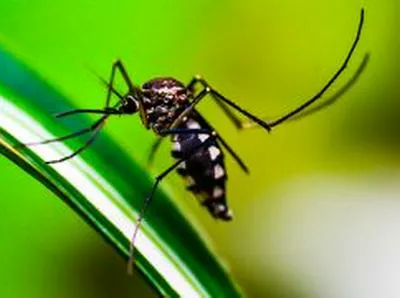 Liberan bacteria para combatir dengue en Cali