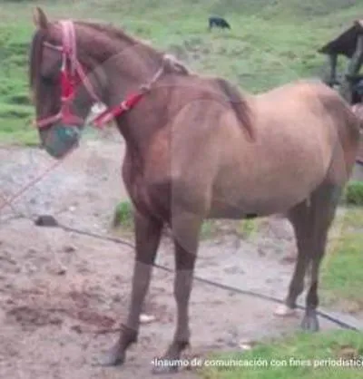 Caballo que fue sacrificado en Tolima.