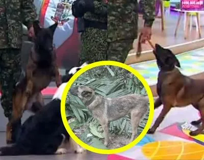 Wilson el perro perdido del Ejército de Colombia | Hermano de Wilson apareció en Televisión y está entrenando | Hermano menor de Wilson, perro del Ejército