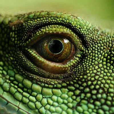 En Australia redescubren un dragón sin orejas, un diminuto lagarto que llevaba 50 años extinto.