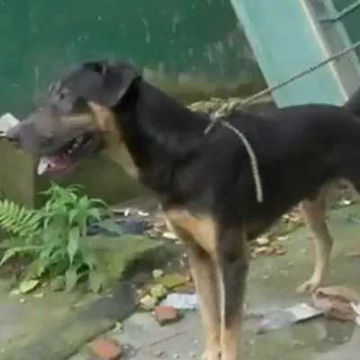 Trotski, el perro que salvó a una familia de la avalancha en Quetame, Cundinamarca.