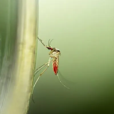 Ibagué llegó a los 883 casos de dengue en lo que va del 2023 y declaró, nuevamente, alerta epidemiológica por segunda vez en el año.