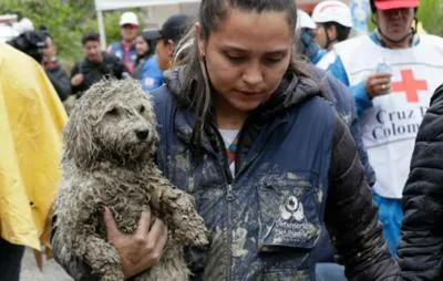 Perro que sobrevivió a derrumbe en Cundinamarca.