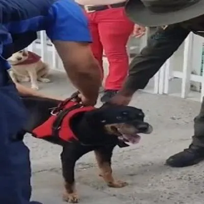 Cali: perra Rotweiller fue rescata porque tenía alambre de púas en su hocico