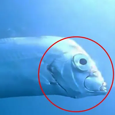 Qué significa el pez del fin del mundo que fue encontrado en Taiwán