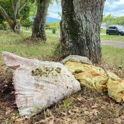 Vaca atropellada en accidente con moto fue llevada por vecinos del lugar, al parecer, para usarla como alimento.