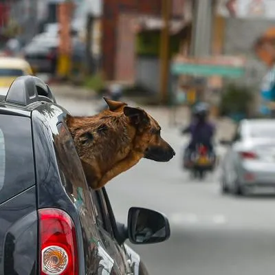 Colombianos ya están comprando más comida que pañales: esto es lo que gastan en sus mascotas