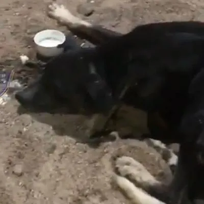 Imágenes del perro que habría sido herido en Valledupar. Se le dificultaba respirar