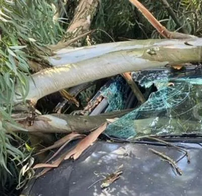 Este 20 de julio, en Ibagué, se reportó una emergencia luego de que un árbol cayera sobre varios vehículos, cerca al hospital Federico Lleras.