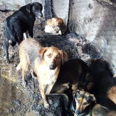 Incendio en albergue de perros en Chipaque (Cundinamarca); ninguno falleció