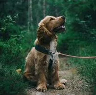 Vea qué hacer si secuestran a su mascota