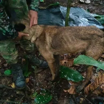 Wilson, perro de la 'operación Esperanza', no fue el que apareció en Guaviare.