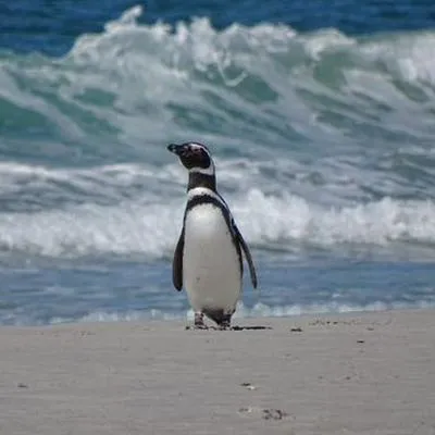 Aparecieron más de 2.000 pingüinos muertos en Uruguay, pero no se sabe por qué
