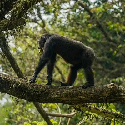 Foto de chimpancé,, en nota que muestra videos de los simios que escaparon en Ukumarí, Pereira, qué pasó y qué se decidió.