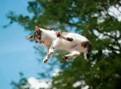 Gato en el aire. En relación a cómo es que caen de pie.